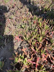 Carpobrotus chilensis