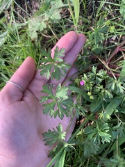Geranium dissectum