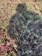 Carpobrotus chilensis