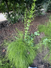 Russelia equisetiformis