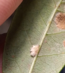 Druon quercuslanigerum