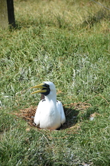 Sula dactylatra tasmani