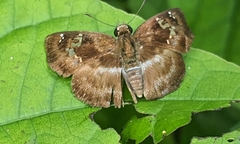 Quadrus cerialis