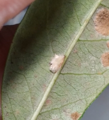 Druon quercuslanigerum