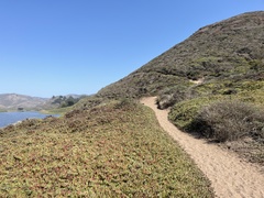 Carpobrotus chilensis