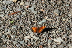 Polygonia progne