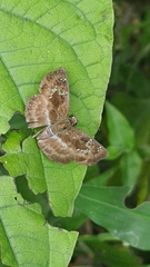 Quadrus cerialis