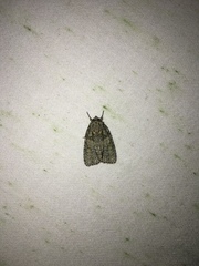 Acronicta increta