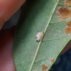 Druon quercuslanigerum