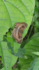 Quadrus cerialis