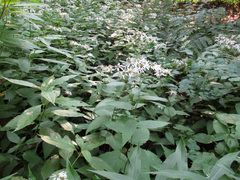 Eurybia furcata