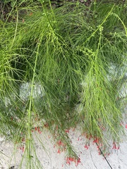 Russelia equisetiformis