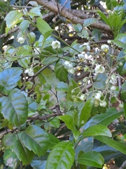 Rubus australis
