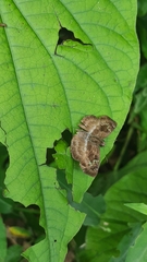 Quadrus cerialis