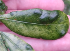 Druon quercuslanigerum