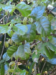 Rubus australis