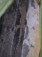 Hemidactylus platyurus