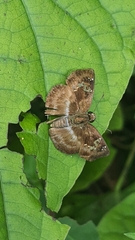 Quadrus cerialis