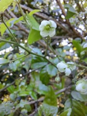 Rubus australis