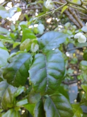 Rubus australis