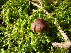 Cortinarius