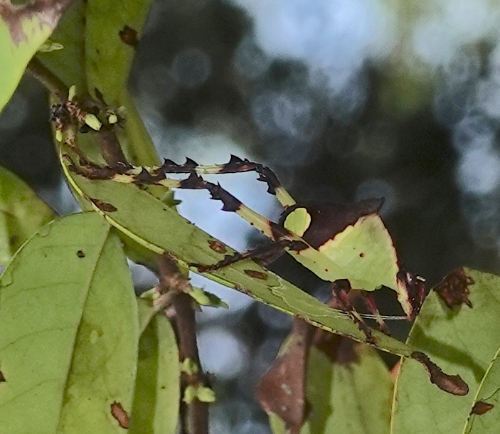 Malaysian Katydid