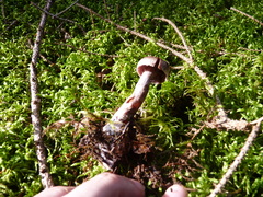 Cortinarius