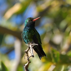 Chlorostilbon lucidus