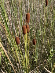 Typha laxmannii