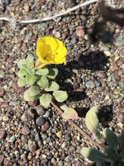 Camissoniopsis cheiranthifolia