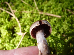 Cortinarius