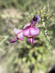 Pickeringia montana