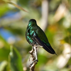 Chlorostilbon lucidus