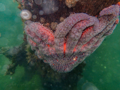 Pycnopodia helianthoides