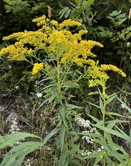 Solidago gigantea