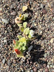 Camissoniopsis cheiranthifolia