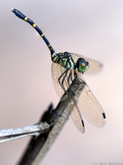 Nannophlebia mudginberri