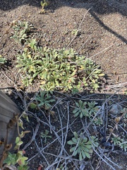 Camissoniopsis cheiranthifolia