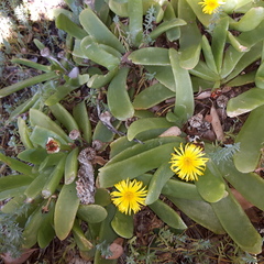 Glottiphyllum longum