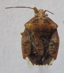 Pentatomidae