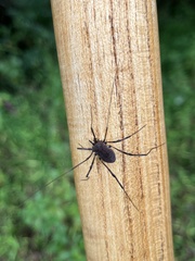 Hadrobunus maculosus