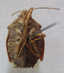 Pentatomidae
