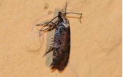 Agonopterix liturosa