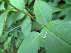 Eurybia furcata