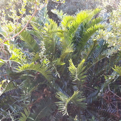 Encephalartos altensteinii