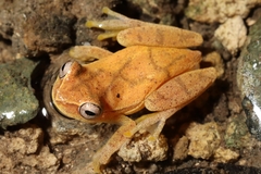 Dendropsophus microcephalus