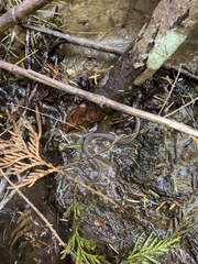 Thamnophis ordinoides