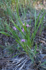Liatris cylindracea