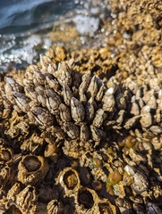 Pollicipes polymerus