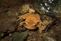 Dendropsophus microcephalus